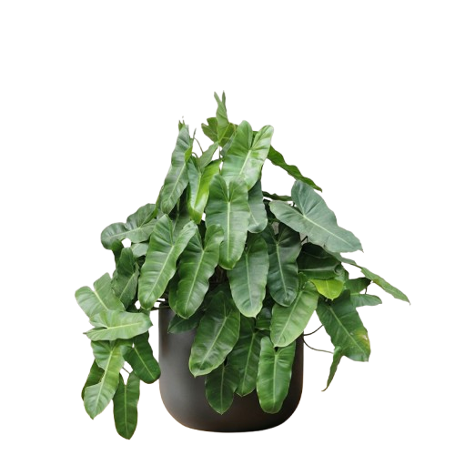 Rose Plant
