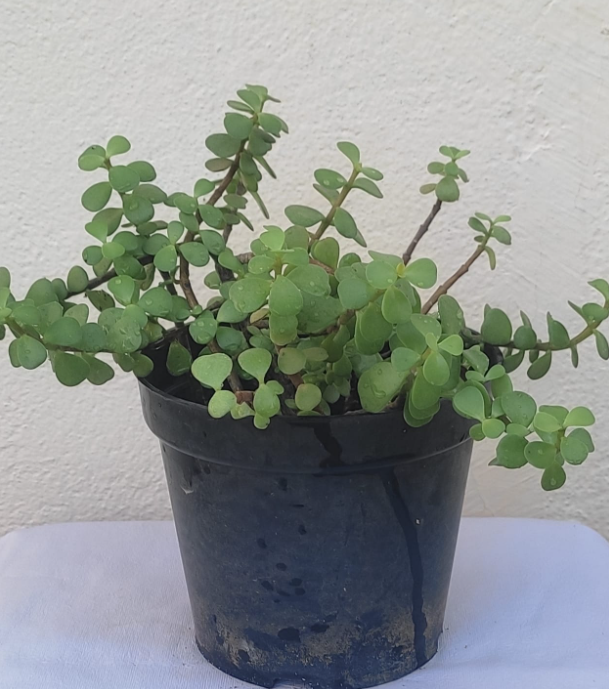 Jade plant