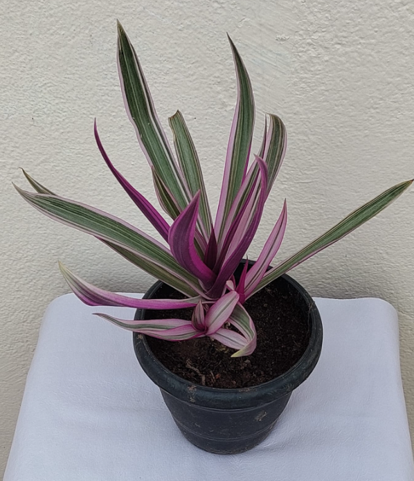 Rhoeo pink