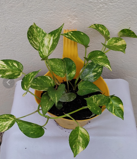 Pothos plant
