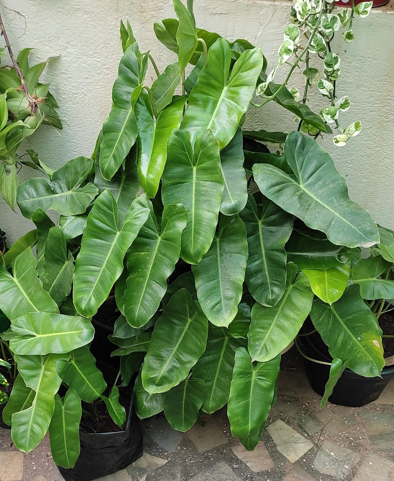 philodendron brule marx
