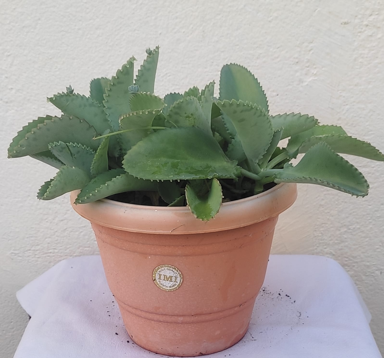 Mother of thousands plant
