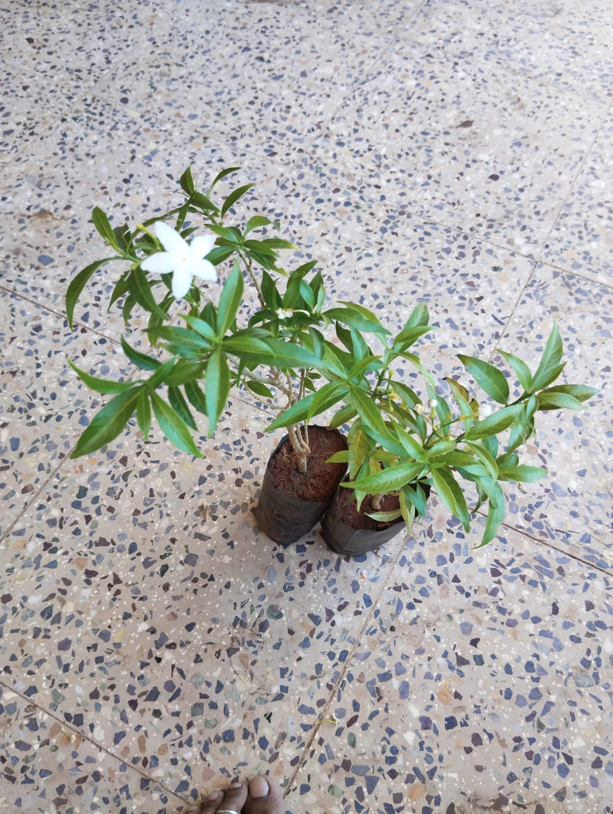 Nanthiyavattai mini