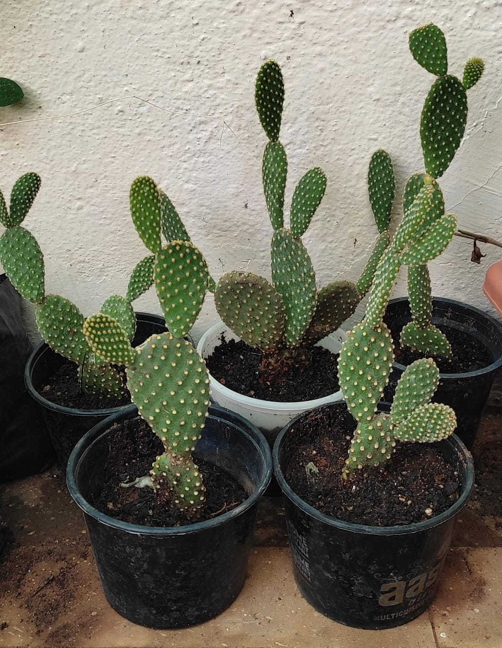 Bunny ear cactus yellow