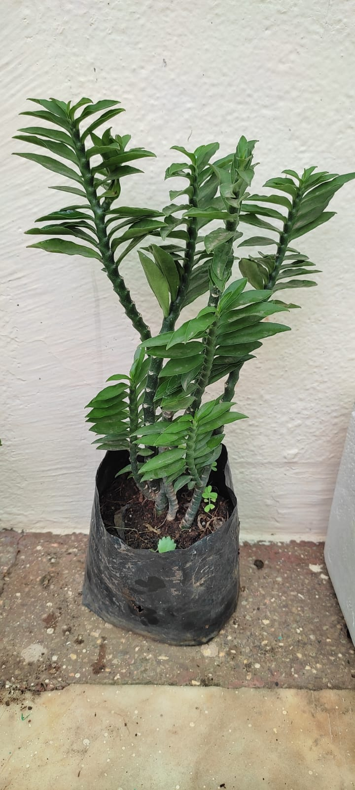 Devil backbone green plant