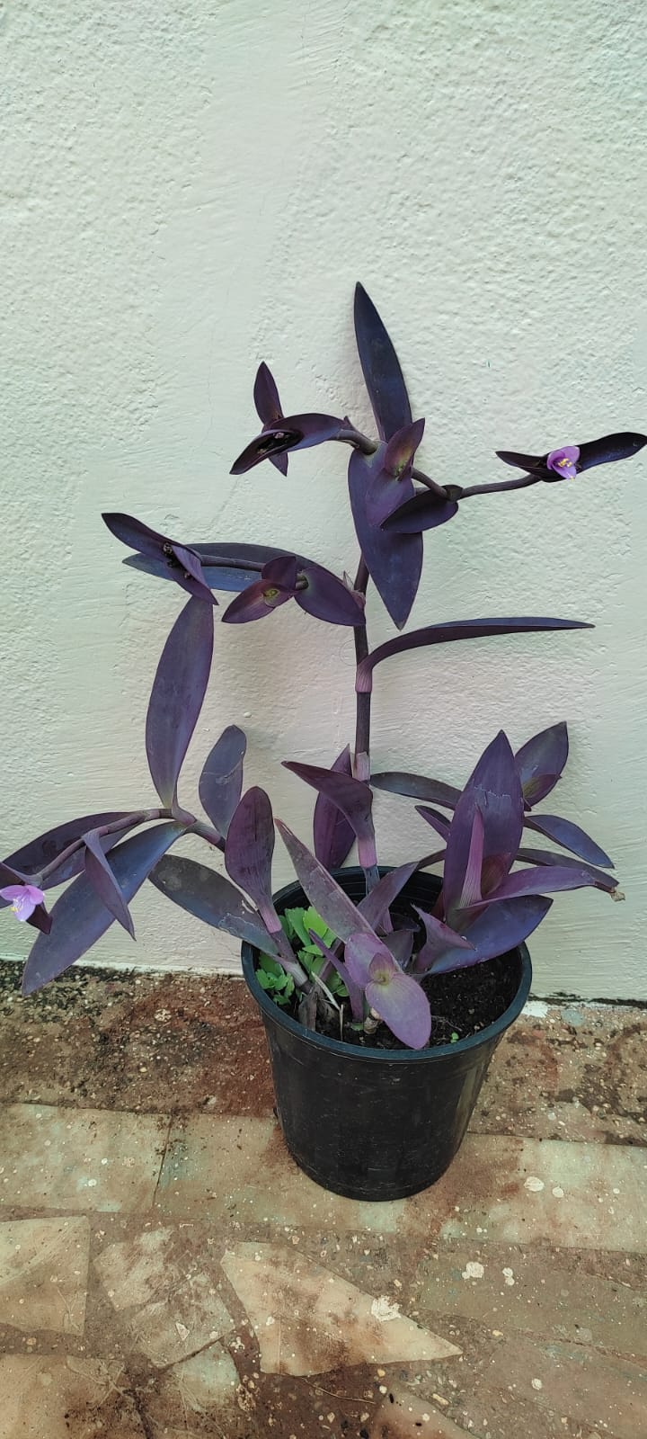 Purple Heart