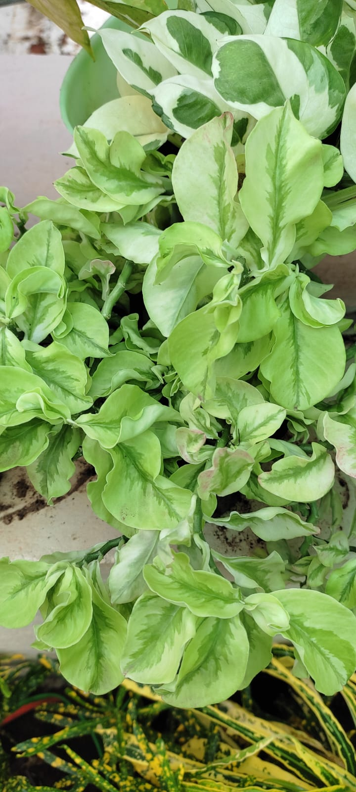 Pedilanthas curly