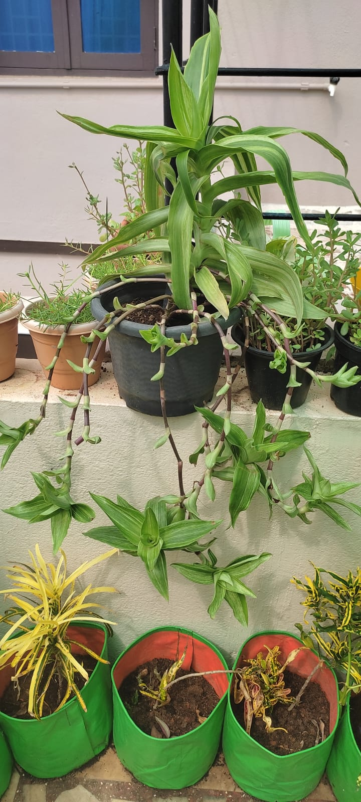 Basket plant