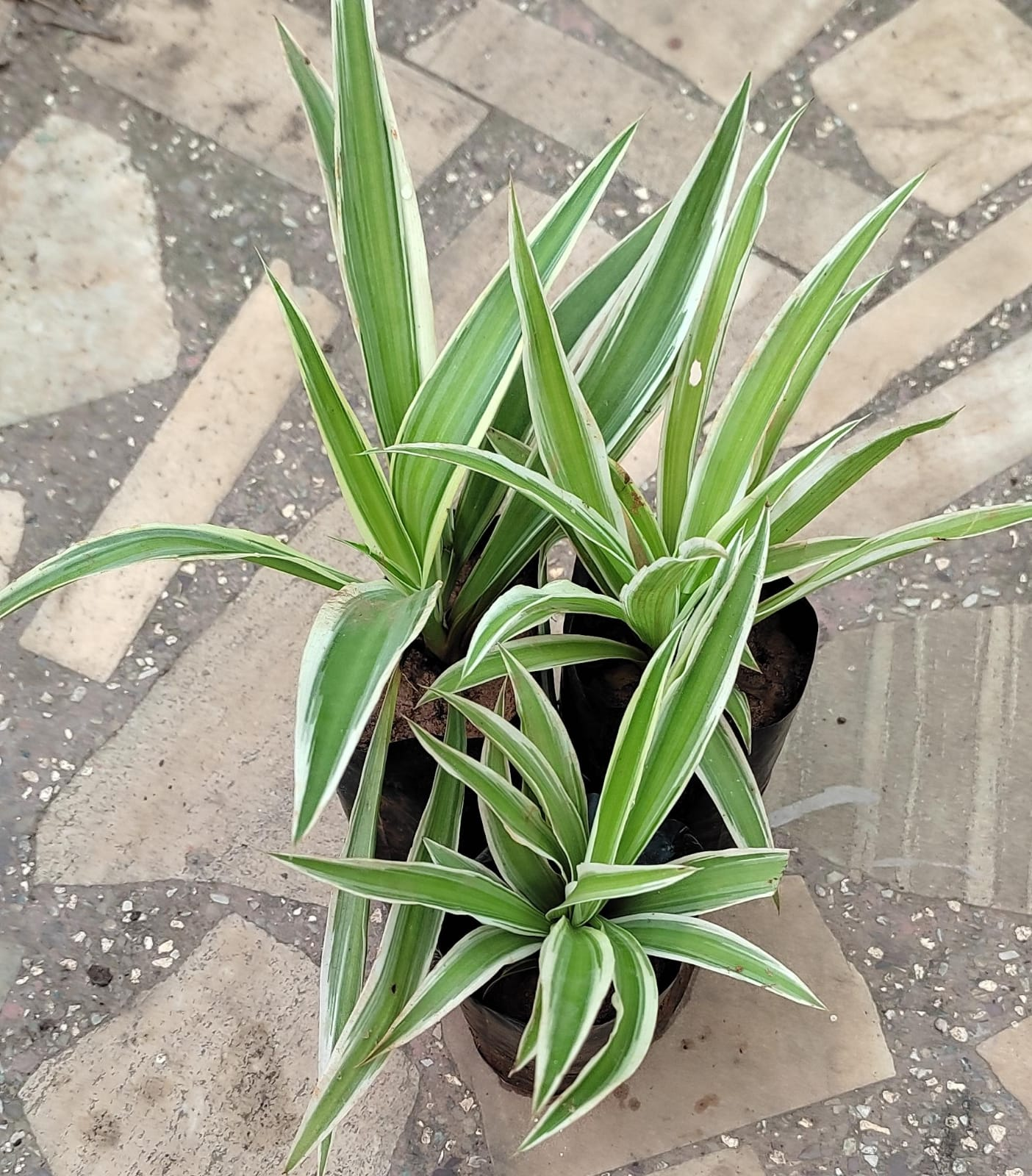 Spider plant