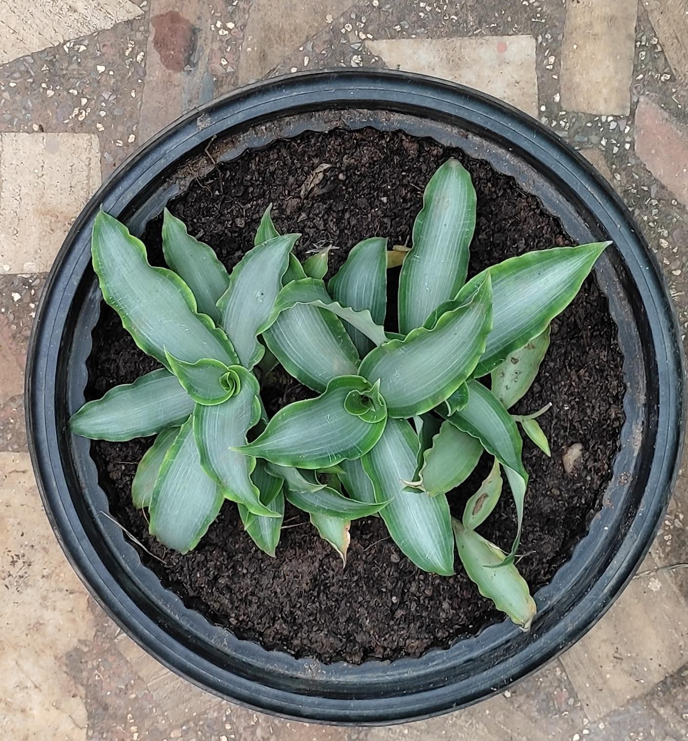 murdannia plant