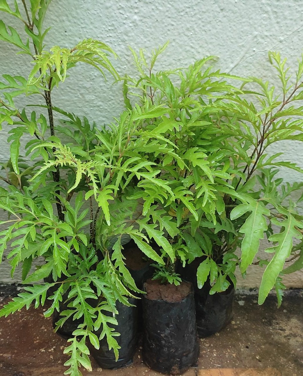 Aralia plant