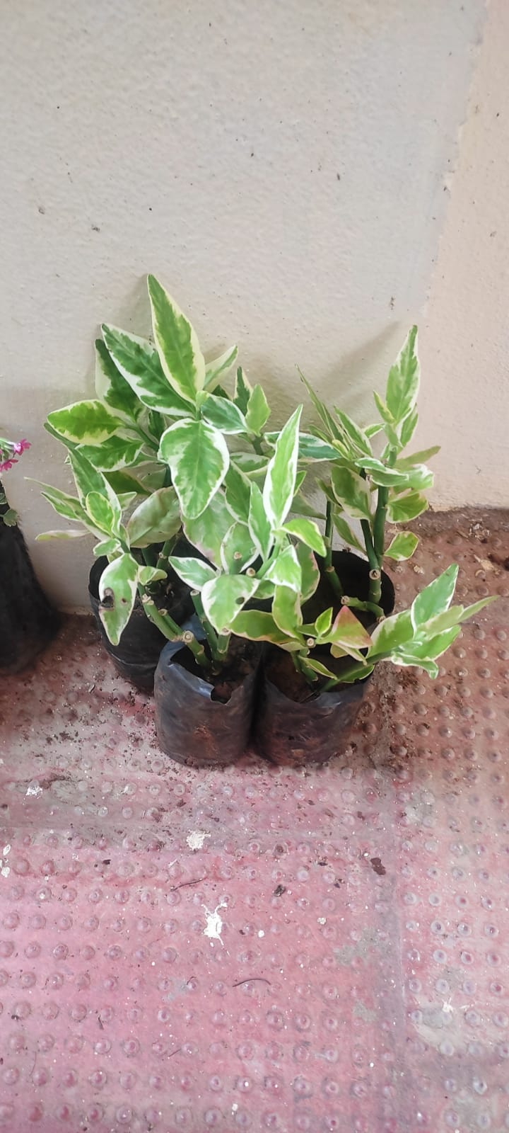 Pedilanthus or euphorbia