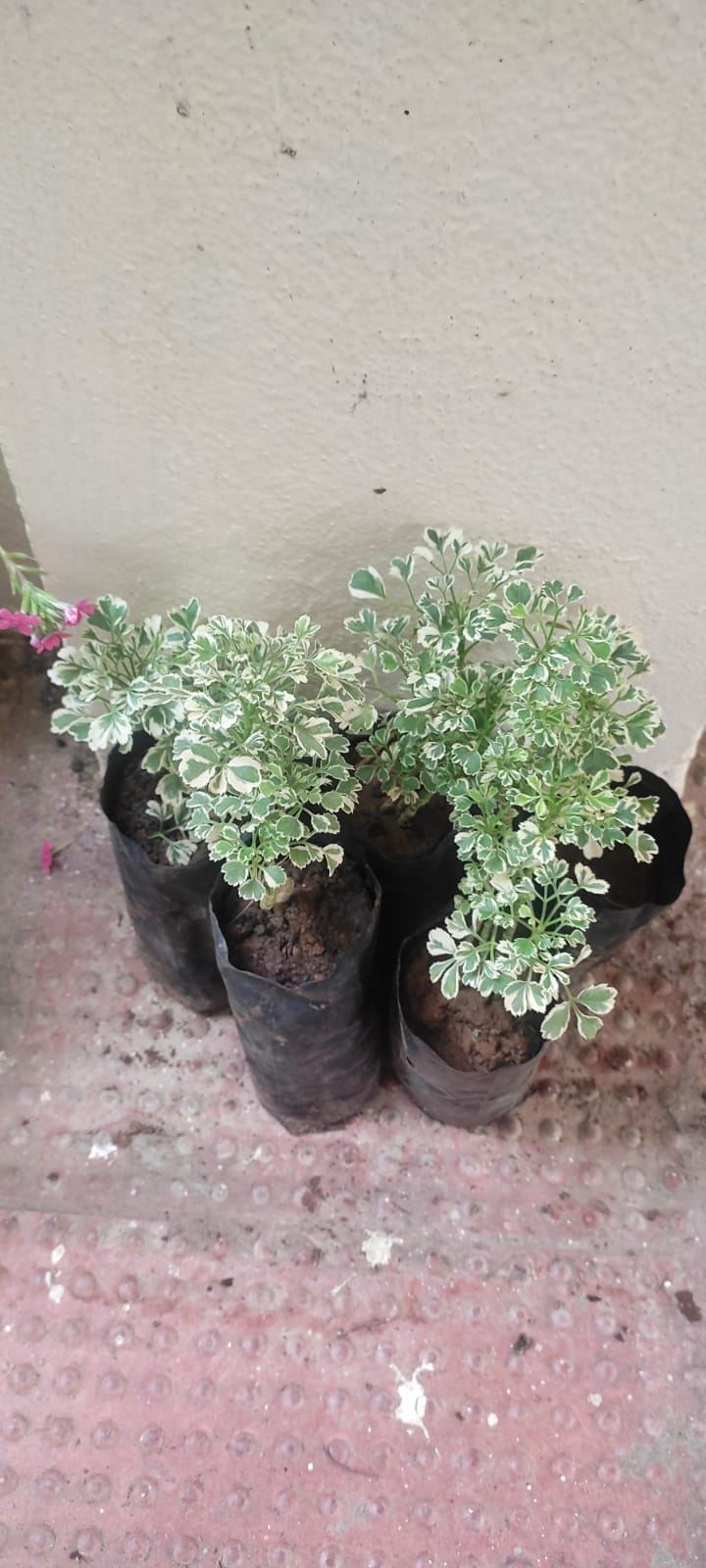 variegated Aralia plants
