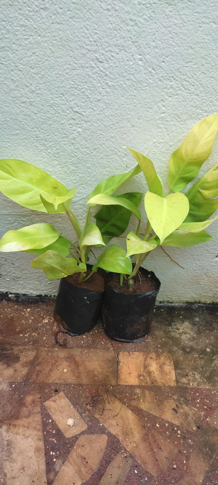 Philodendron