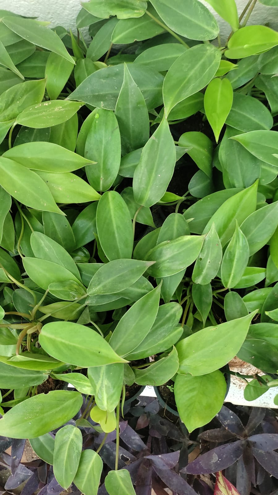Philodendron
