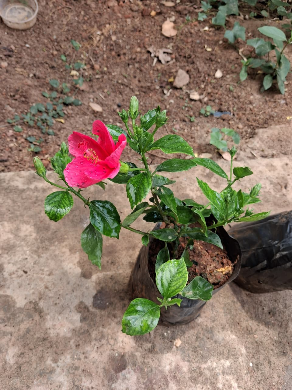 mini hibiscus