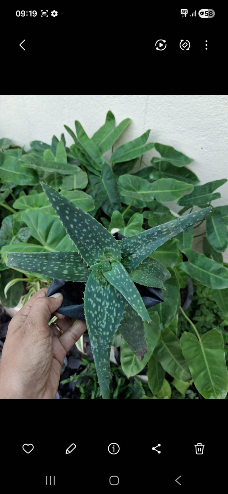 aloe vera