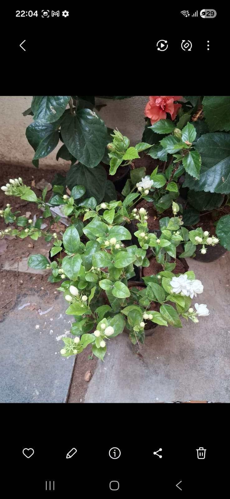 Jasmine