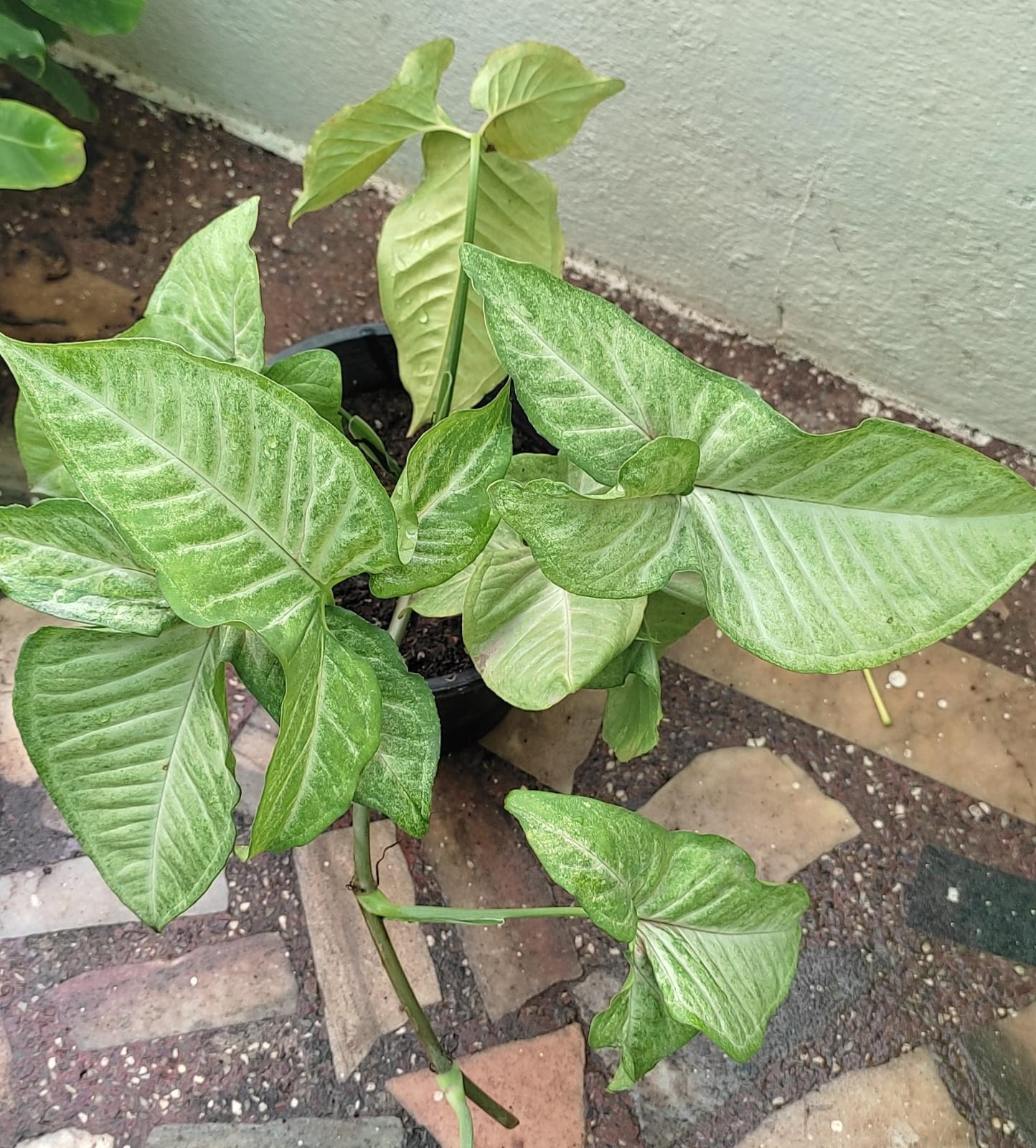 syngonium plant