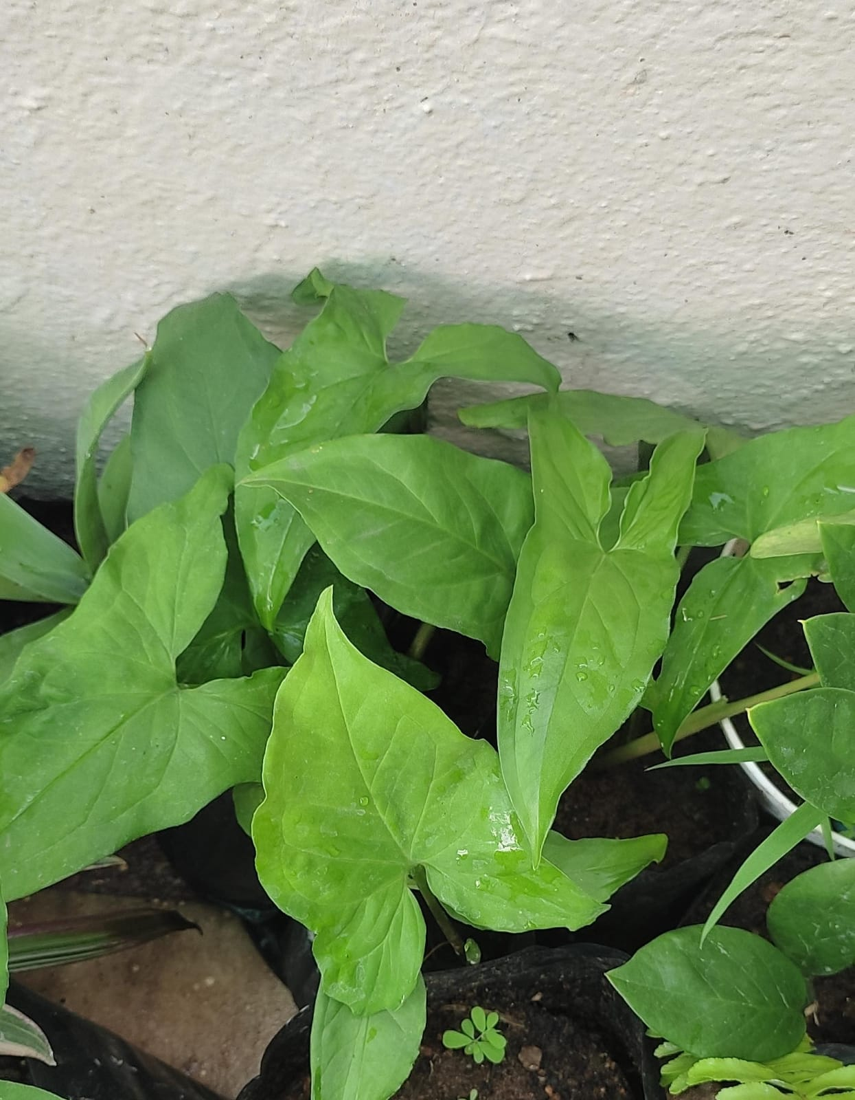 syngonium plant