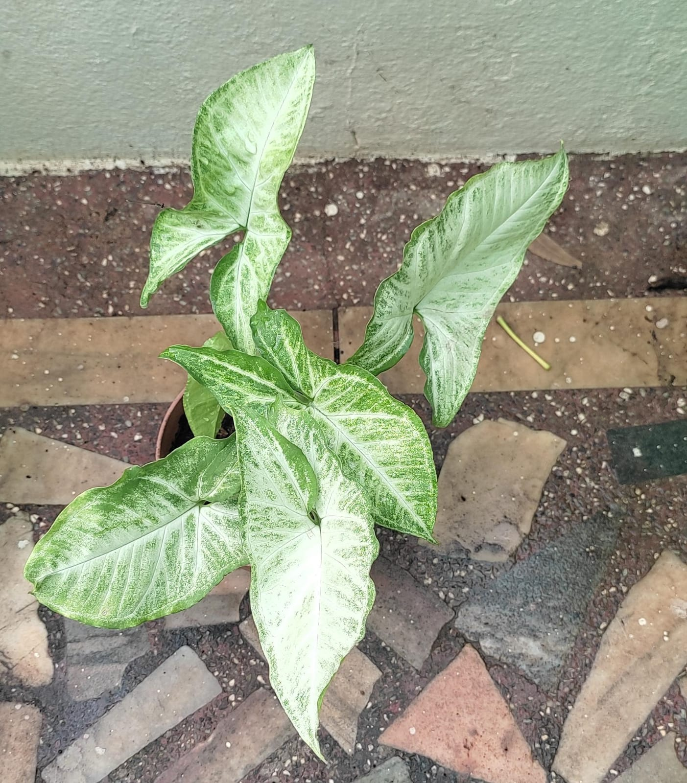 syngonium plant