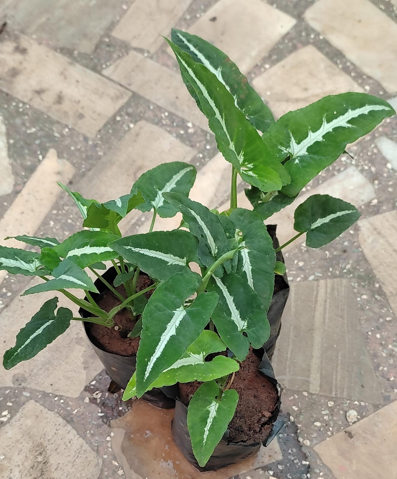 syngonium plant