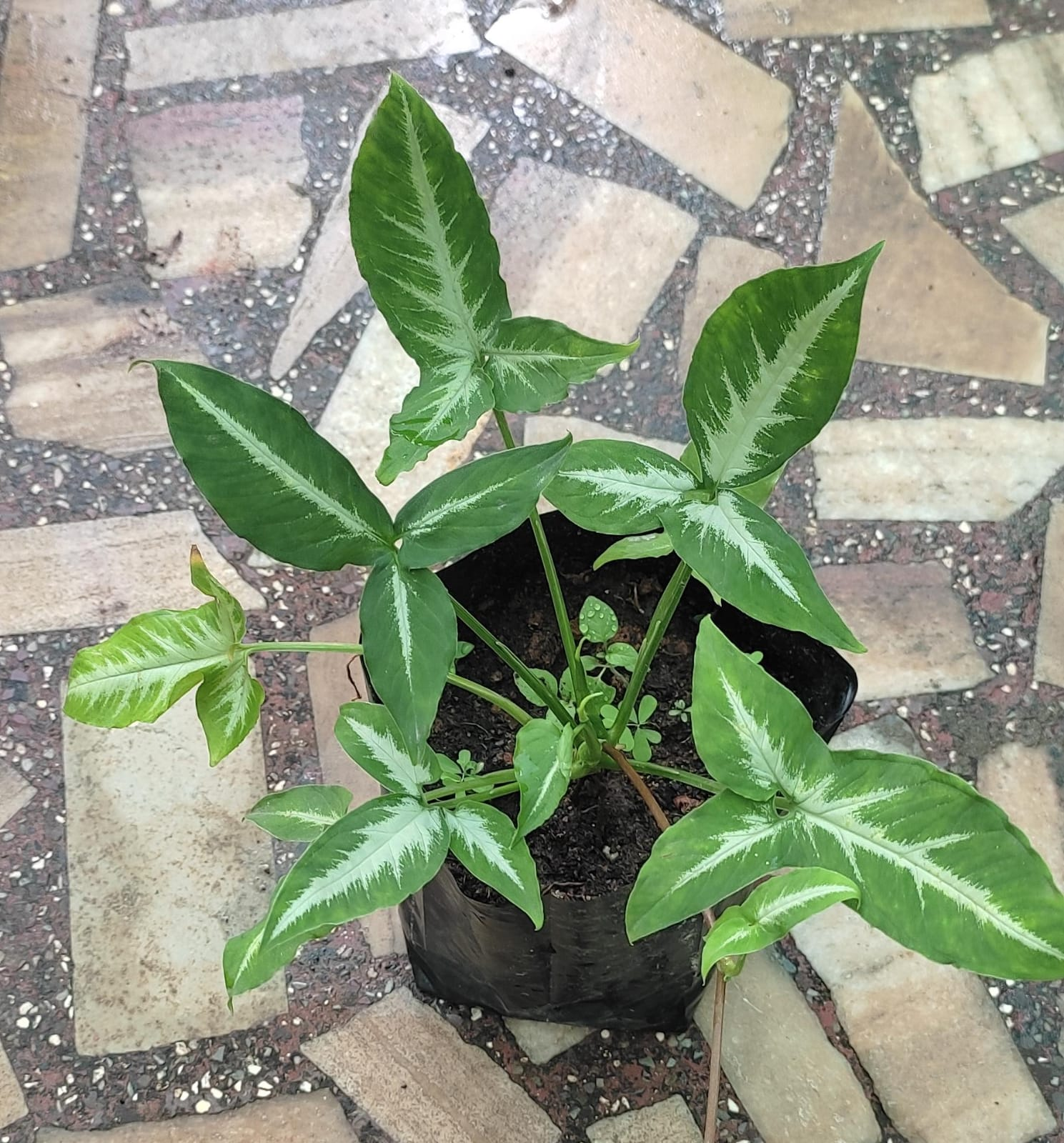 syngonium plant