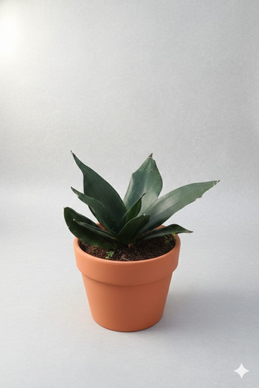 sansevieria