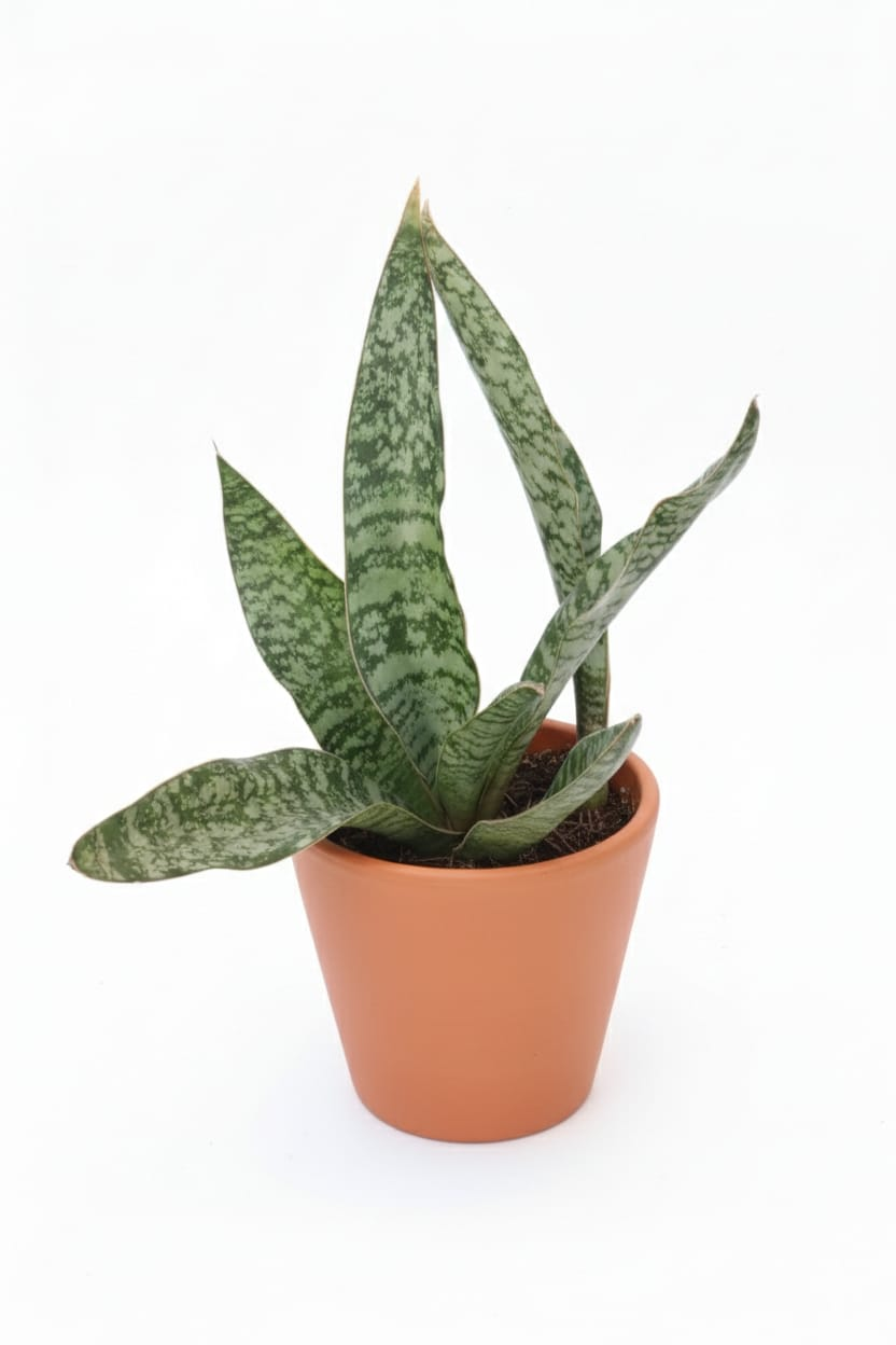 sansevieria