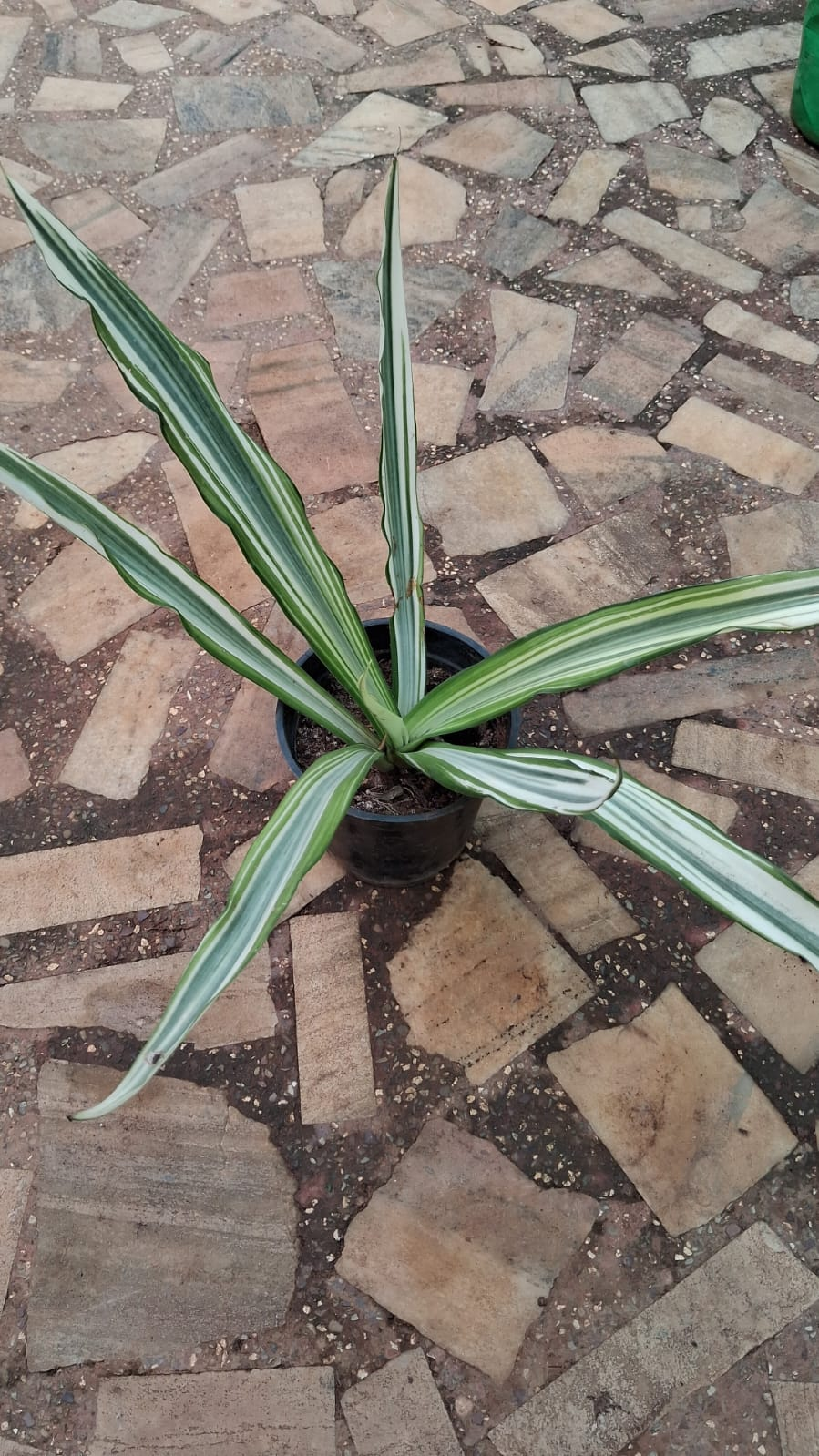 Furcraea foetida plant