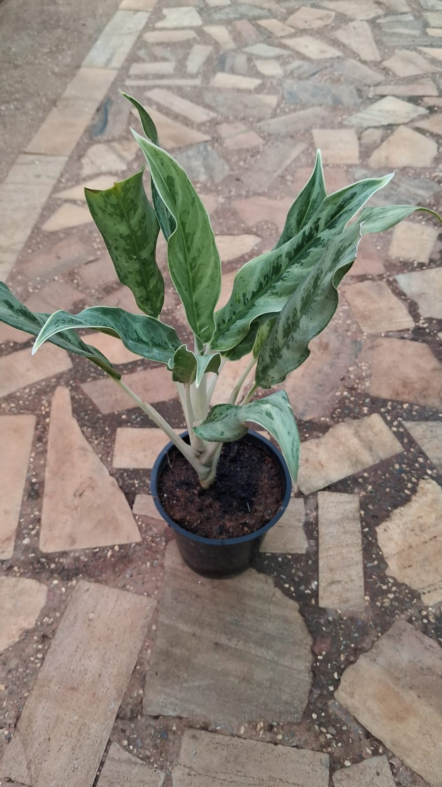 Aglaonema