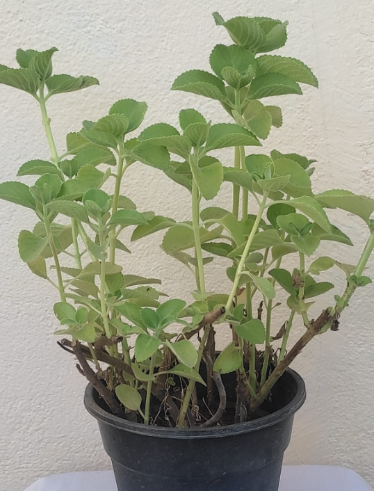 Ajwain(omam) plant