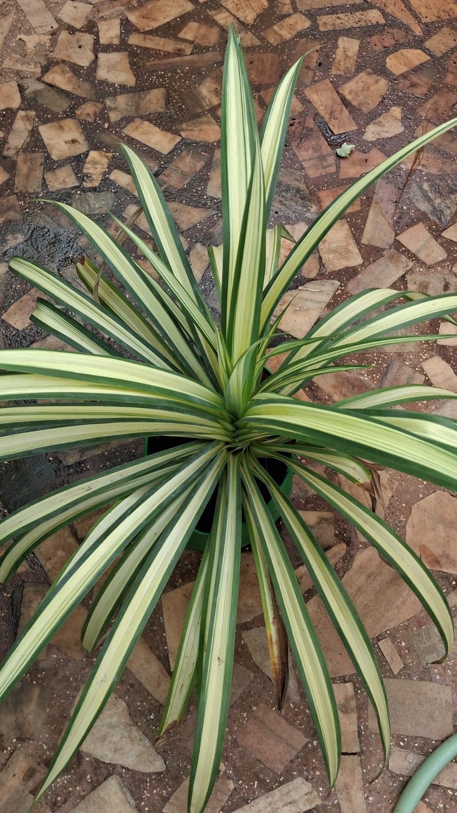 variegated Pandanus