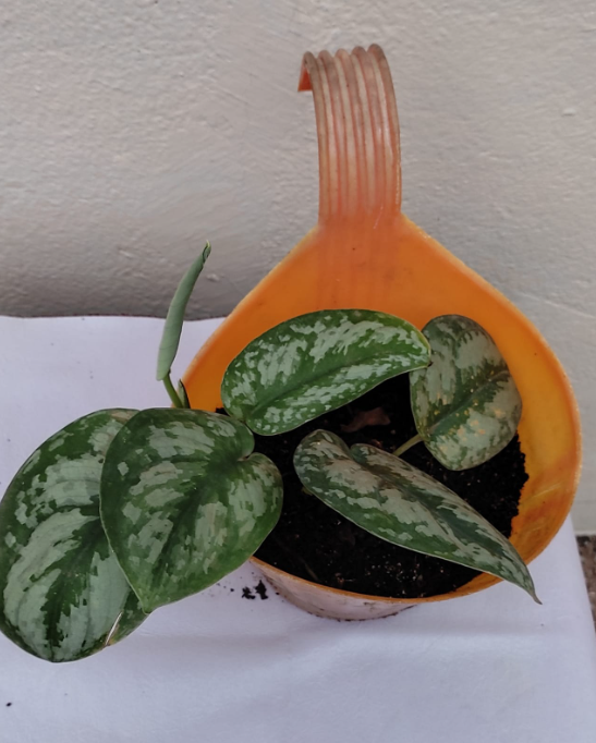 Pothos plant