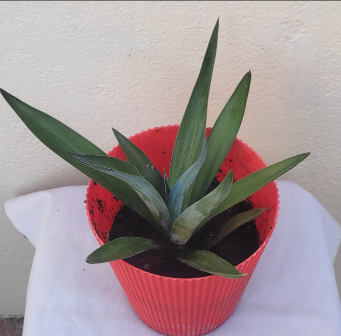 Agave plant